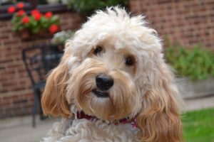 The Grooming Shed, Dog Grooming in Cheshunt, Hertfordshire