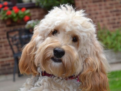 The Grooming Shed, Dog Grooming in Cheshunt, Hertfordshire