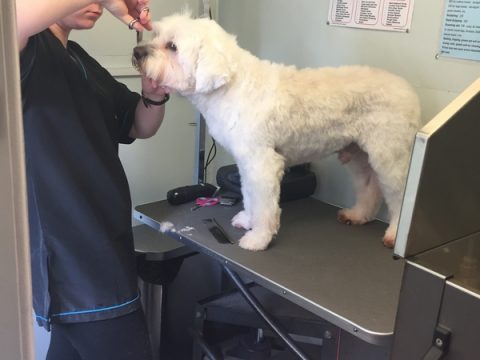 Grooming Maintenance The Grooming Shed, Dog Grooming in Cheshunt, Hertfordshire