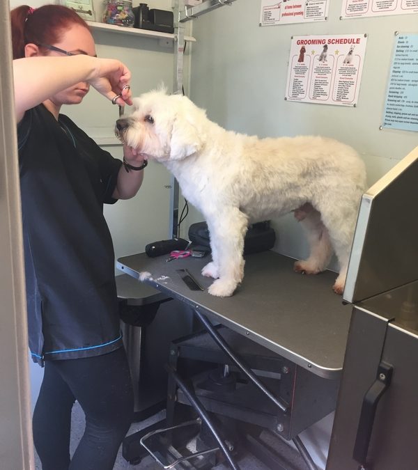 Grooming Maintenance The Grooming Shed, Dog Grooming in Cheshunt, Hertfordshire